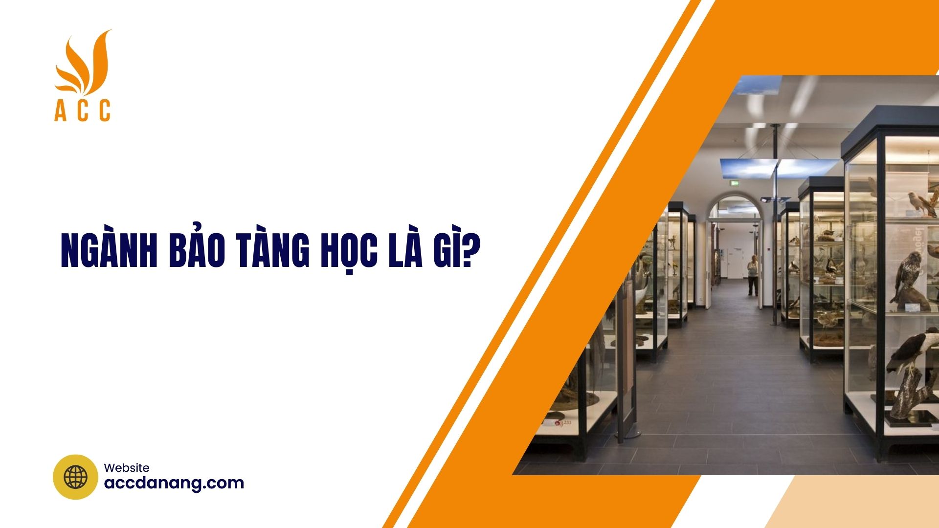 Ngành Bảo tàng học là gì?
